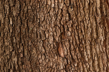 tronco de pino