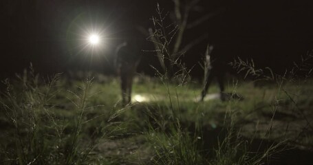 Search, flashlight and investigator at night for investigation, clues and missing person report in nature or outdoor. People or detective walking, teamwork and inspection of crime in field or a park