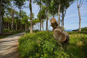 Gespensterwald Nienhagen, Ostseeküste, Steilküste, Deutschland, Germany 