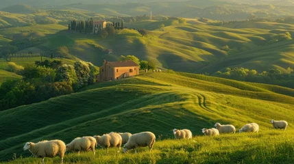 Fototapete Golden sunset over rolling hills with grazing sheep and a rustic villa. © Jonas