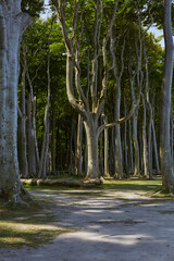 Gespensterwald Nienhagen, Ostseeküste, Steilküste, Deutschland, Germany 
