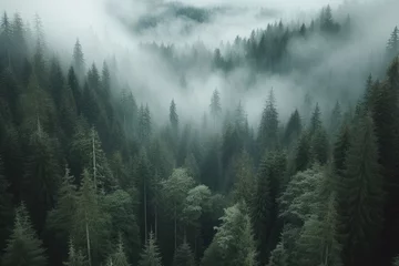 Fotobehang A dense forest with thick layer fog covering t trees © Екатерина Переславце