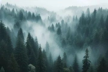 Fotobehang dense forest with thick fog covering trees © Екатерина Переславце