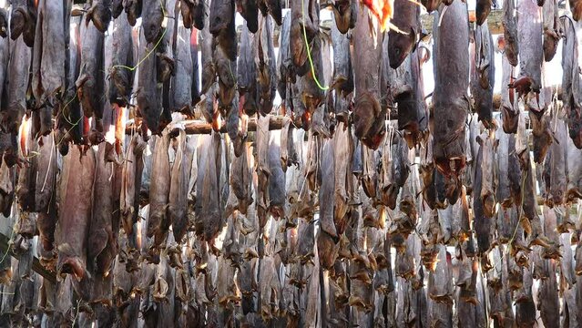 Industrial Fishing and Processing Technologies on Lofoten islands, Norway. A lot of fishes hanging and drying on wooden racks.