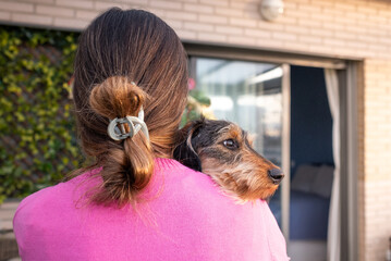a purebred dachshund with wire hair rests in the arms of its owner who is wearing a pink cotton...