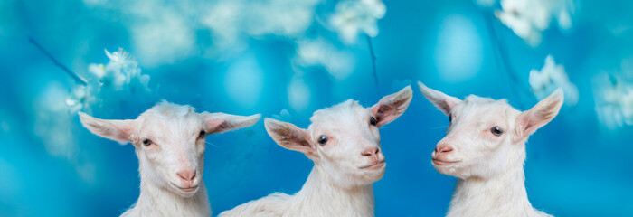 young white goats - portrait on blue background