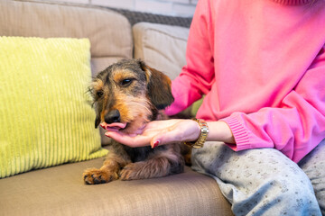 A young woman lovingly gives a snack to her little purebred wire-haired dachshund. The dog licks...
