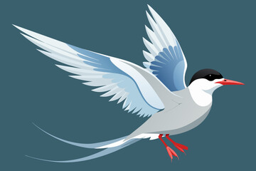 Fototapeta premium arctic tern vector arts illustration