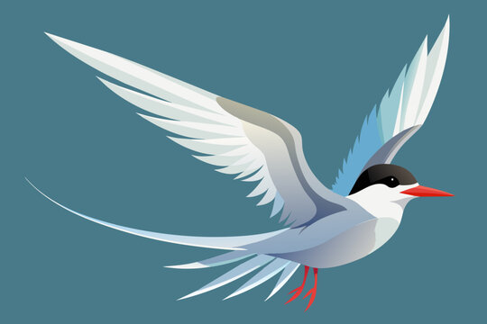 recommend clip art: arctic tern vector arts illustration