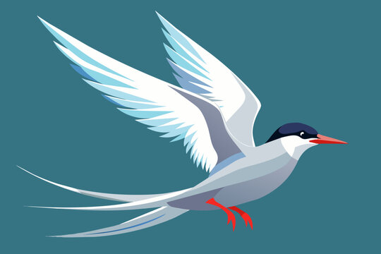recommend clip art: arctic tern vector arts illustration