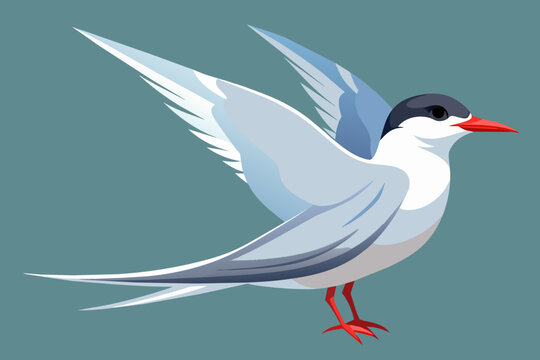 recommend clip art: arctic tern vector arts illustration