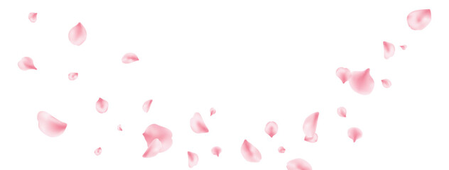 Fototapeta na wymiar Sakura petal spring blossom on white banner. Pink rose composition. Flower flying background. Beauty Spa product frame. Valentine romantic card. Light delicate pastel design. Vector illustration