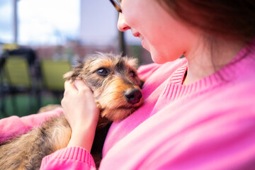 A young woman smiles lovingly at her purebred wire-haired dachshund. She is in arms in a calm and...