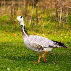 A bar heade goose walks on the grass in a park .