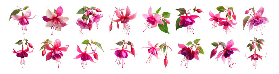 3D Rendering Pack of a Nicona Macartney or Fuchsia Flower on Transparent Background - Ai Generated