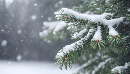 Covered with snow branch spruce during snowfall, copy space. Winter background
