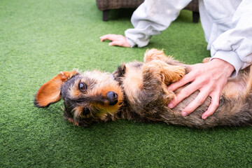 warm portrait of a wirehaired dachshund resting peacefully with his owner's hand protecting him....