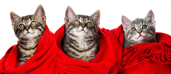 cute kittens with a red scarf - 765830180