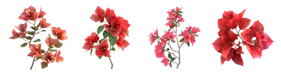 3D Rendering Pack of a Bougainvillea Flower on Transparent Background - Ai Generated