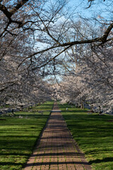Richmond, Virginia - Cherry Blossom Trees on Windsor Way in the Windsor Farms section of Richmond