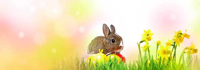 little rabbit and easter eggs isolated - 765830557