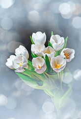white tulips - 765830563