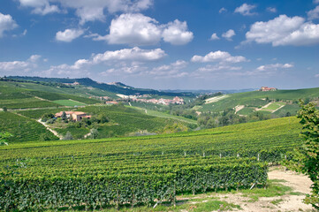 Fototapeta na wymiar Vineyard Landscape close to Asti in Piedmont,Italy