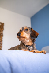 Portrait of a wirehaired dachshund on a blue bed of his masters. he is looking at his side