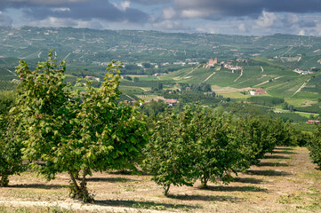 Hazelnut Plantation in Piedmont,Italy