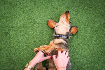 woman's hands play tickle on wirehaired dachshund on artificial grass