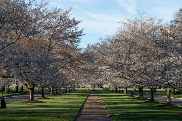 Richmond, Virginia - Cherry Blossom Trees on Windsor Way in the Windsor Farms section of Richmond