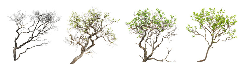 3D Rendering Pack of a Willow Tree on Transparent Background - Ai Generated