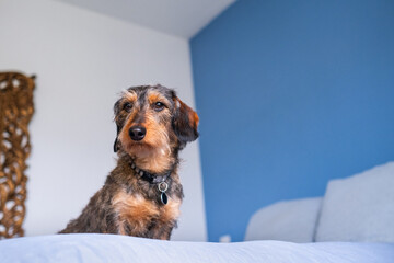 Portrait of a wirehaired elegant dachshund on a blue bed. It is the bed of his masters and it is forbidden to climb on it.