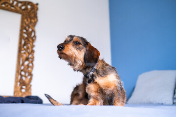 Portrait of a wirehaired purebred dachshund on a blue bed scratching behind the ear. It could be boredom or parasites or insect bites such as mosquitoes or ticks.