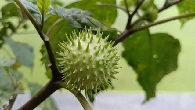 The Datura factuosa fruit, known as "Buah Kecubung" in Indonesian, has a unique round shape, green with thorns, and is medium-sized, about the size of a tennis ball. It grows wild beside the house.