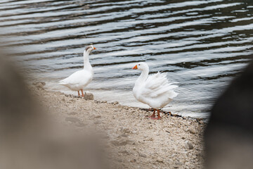 two white geese