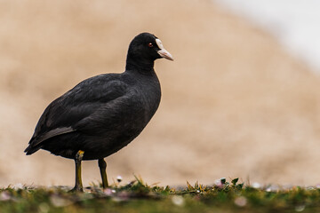 Black Bird closeup