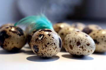 Obraz premium Quail eggs are so colorful that there is no need to decorate them for Easter.