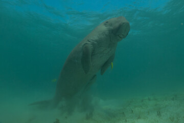 Obraz premium Manatee at the Sea of the Philippines 