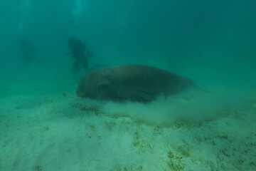 Fototapeta premium Manatee at the Sea of the Philippines 