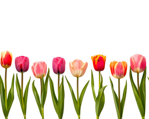 tulips in row on white transparent background