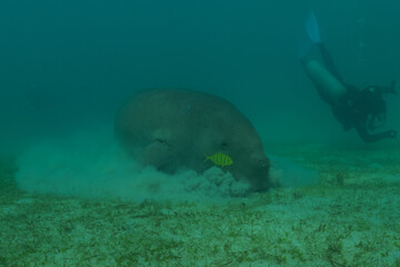 Manatee at the Sea of the Philippines
