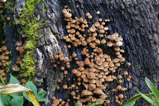 Hypholoma capnoides, edible mushroom in the family Strophariaceae, growing on a  dacaying tree trunk. Cutout of a mushroom colony with some copy space.