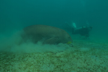 Manatee at the Sea of the Philippines
