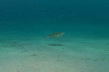 Naklejka na ściany i meble Hawksbill sea turtle at the Sea of the Philippines 