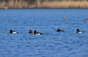 Gruppe von Reiherenten (Aythya fuligula) Nähe St Pölten