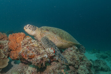 Obraz premium Hawksbill sea turtle at the Sea of the Philippines 