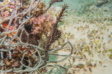 Coral reef and water plants at the Sea of the Philippines

