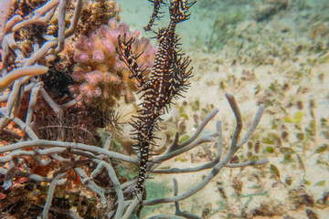 Coral reef and water plants at the Sea of the Philippines

