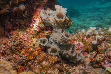Fototapeta na wymiar Coral reef and water plants at the Sea of the Philippines